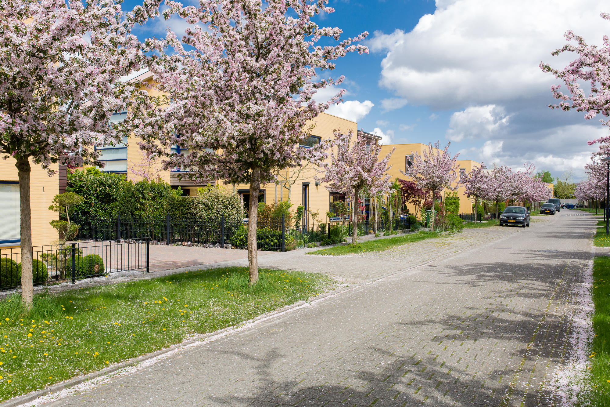Oranjegeelstraat-lente